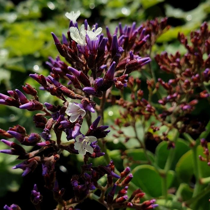 Breitblättriger Meerlavendel (Limonium Sinuatum) Salt Lake® 5 Breitblättriger Meerlavendel (Limonium Sinuatum) Salt Lake® – Bild 3