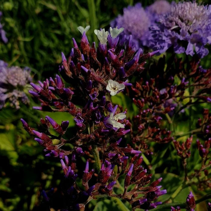 Breitblättriger Meerlavendel (Limonium Sinuatum) Salt Lake® 4 Breitblättriger Meerlavendel (Limonium Sinuatum) Salt Lake® – Bild 2