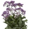 Breitblättriger Meerlavendel (Limonium Sinuatum) Salt Lake® 1 Breitblättriger Meerlavendel (Limonium Sinuatum) Salt Lake® -LICHTNELKE Geschäft limonium sinuatum breitblaettriger meerlavendel salt lake rvz i sk