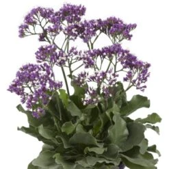 Breitblättriger Meerlavendel (Limonium Sinuatum) Salt Lake®