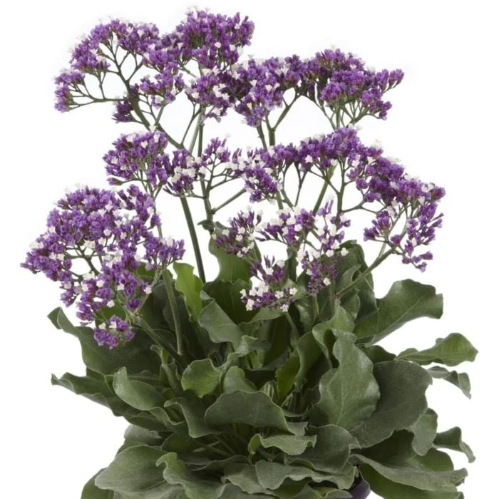 Breitblättriger Meerlavendel (Limonium Sinuatum) Salt Lake® 3 Breitblättriger Meerlavendel (Limonium Sinuatum) Salt Lake®