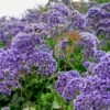 Meerlavendel (Limonium) Purple Parachute -LICHTNELKE Geschäft limonium strandflieder purple parachute adobestock 631160802 sk