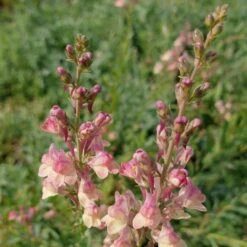 Hohes Leinkraut (Linaria) Peachy 9 Hohes Leinkraut (Linaria) Peachy -LICHTNELKE Geschäft linaria hybride hohes leinkraut peachy lichtnelke owz ii