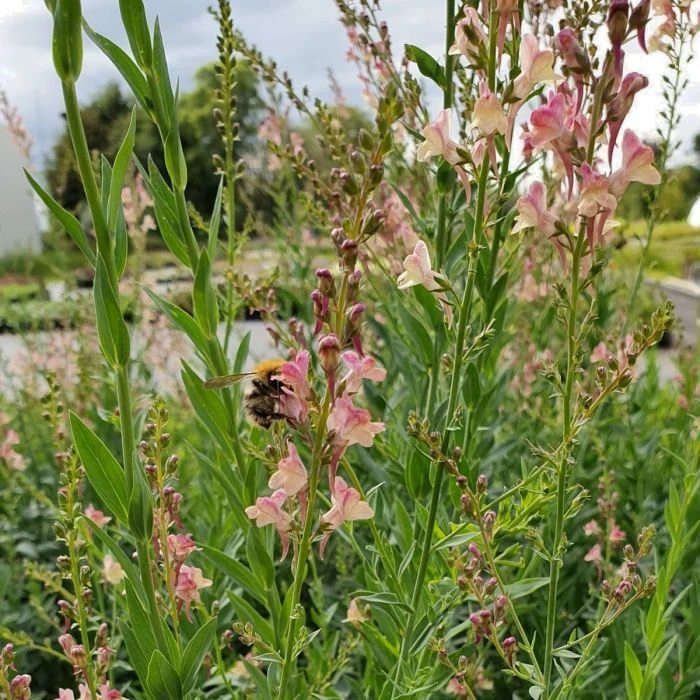 Hohes Leinkraut (Linaria) Peachy 4 Hohes Leinkraut (Linaria) Peachy – Bild 2