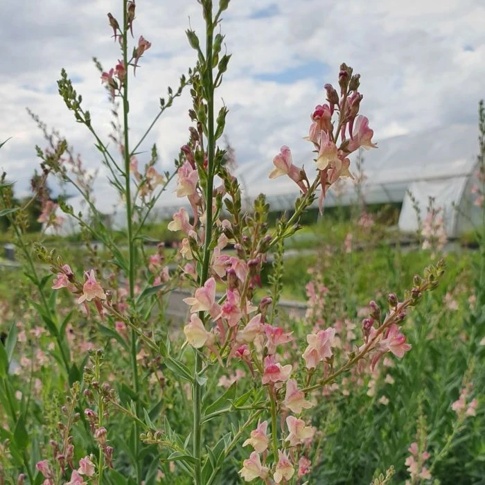 Hohes Leinkraut (Linaria) Peachy 5 Hohes Leinkraut (Linaria) Peachy – Bild 3