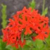 Brennende Liebe (Lychnis Chalcedonica) Rot 2 Brennende Liebe (Lychnis Chalcedonica) Rot -LICHTNELKE Geschäft lychnis chalcedonica brennende liebe lichtnelke owz i