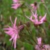 Kuckuckslichtnelke (Lychnis Flos - Cuculi ) -LICHTNELKE Geschäft lychnis flos cuculi kuckuckslichtnelke wz 1