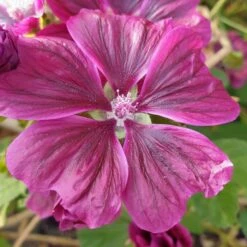 Mauretanische Malve (Malva Mauritania) -LICHTNELKE Geschäft malva mauritania mauretanische malve lichtnelke owz v
