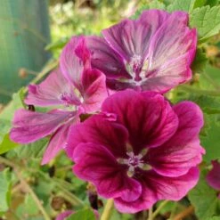 Mauretanische Malve (Malva Mauritania) -LICHTNELKE Geschäft malva mauritania mauretanische malve lichtnelke owz vi