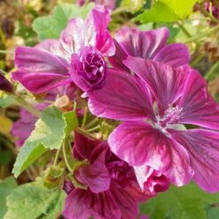 Mauretanische Malve (Malva Mauritania) -LICHTNELKE Geschäft malva mauritania mauretanische malve lichtnelke owz viii