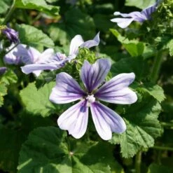 Malve (Malva Sylvestris) Blue Fountain 7 Malve (Malva Sylvestris) Blue Fountain -LICHTNELKE Geschäft malva sylvestris malve denmar marina lichtnelke owz ii