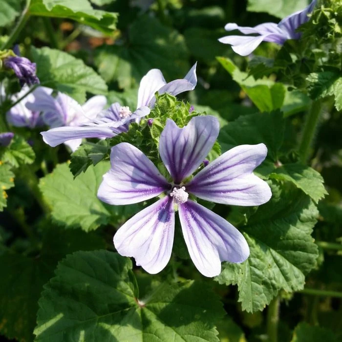Malve (Malva Sylvestris) Blue Fountain 5 Malve (Malva Sylvestris) Blue Fountain – Bild 3