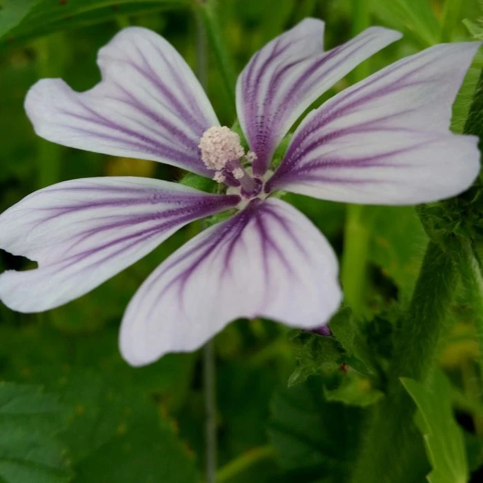Malve (Malva Sylvestris) Blue Fountain 4 Malve (Malva Sylvestris) Blue Fountain – Bild 2