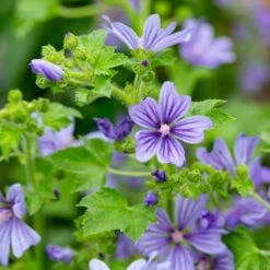 Wilde Malve (Malva Sylvestris) Primley Blue