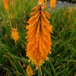 Fackellilie (Kniphofia) Mango POPSICLE -LICHTNELKE Geschäft mango popsycle1 Staudengrtnerei Bargest
