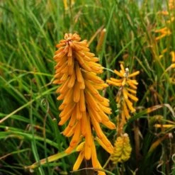 Fackellilie (Kniphofia) Mango POPSICLE -LICHTNELKE Geschäft mango popsycle Staudengrtnerei Bargest