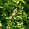 Wasserminze (Mentha Aquatica) -LICHTNELKE Geschäft mentha aquatica wasserminze adobestock 397514642 sk