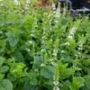 Marokkanische Minze  (Mentha Spicata Var. Spicata) -LICHTNELKE Geschäft mentha spicata var spicata marokkanische minze lichtnelke owz ii