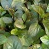 Echte Pfefferminze (Mentha X Piperita) -LICHTNELKE Geschäft mentha x piperita echte englische pfefferminze lichtnelke owz i