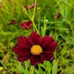 5 Pflanzen Mädchenaugen (Coreopsis) Mix 13 5 Pflanzen Mädchenaugen (Coreopsis) Mix -LICHTNELKE Geschäft mercury rising1 Staudengrtnerei Bargest 1