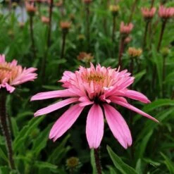 Sonnenhut (Echinacea Purpurea) Mini Belle 13 Sonnenhut (Echinacea Purpurea) Mini Belle -LICHTNELKE Geschäft mini belle1 Staudengrtnerei Bargest