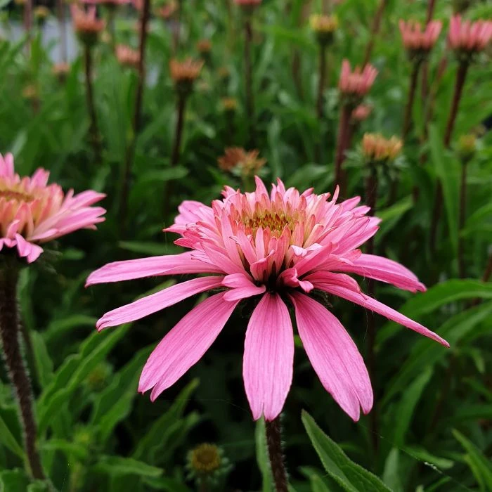 Sonnenhut (Echinacea Purpurea) Mini Belle 8 Sonnenhut (Echinacea Purpurea) Mini Belle – Bild 6