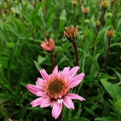 Sonnenhut (Echinacea Purpurea) Mini Belle 11 Sonnenhut (Echinacea Purpurea) Mini Belle -LICHTNELKE Geschäft mini belle2 Staudengrtnerei Bargest