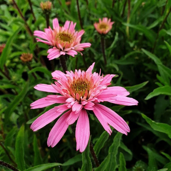 Sonnenhut (Echinacea Purpurea) Mini Belle 7 Sonnenhut (Echinacea Purpurea) Mini Belle – Bild 5