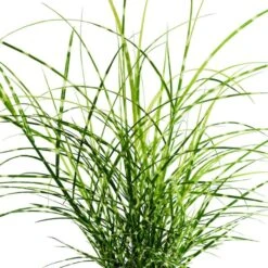 Niedriges Chinaschilf (Miscanthus Sinensis) Dwarf Strictus -LICHTNELKE Geschäft miscanthus sinensis niedriges zebra schilfgras dwarf strictus kr i sk