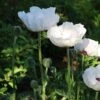 Türkischer Mohn (Papaver Orientale) Royal Wedding