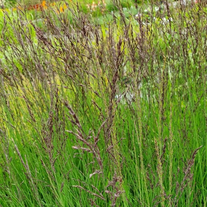 Hohes Pfeifengras (Molina Caerulea) Moorhexe 4 Hohes Pfeifengras (Molina Caerulea) Moorhexe – Bild 2