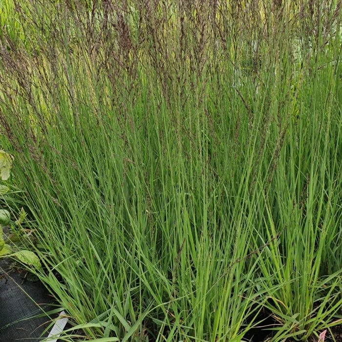 Hohes Pfeifengras (Molina Caerulea) Moorhexe 5 Hohes Pfeifengras (Molina Caerulea) Moorhexe – Bild 3