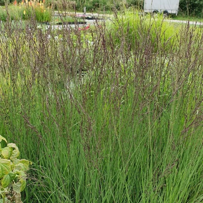 Hohes Pfeifengras (Molina Caerulea) Moorhexe 3 Hohes Pfeifengras (Molina Caerulea) Moorhexe