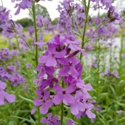 Nachtviole (Hesperis Matronalis) 6 Nachtviole (Hesperis Matronalis) -LICHTNELKE Geschäft nachtviole1 Staudengrtnerei Bargest