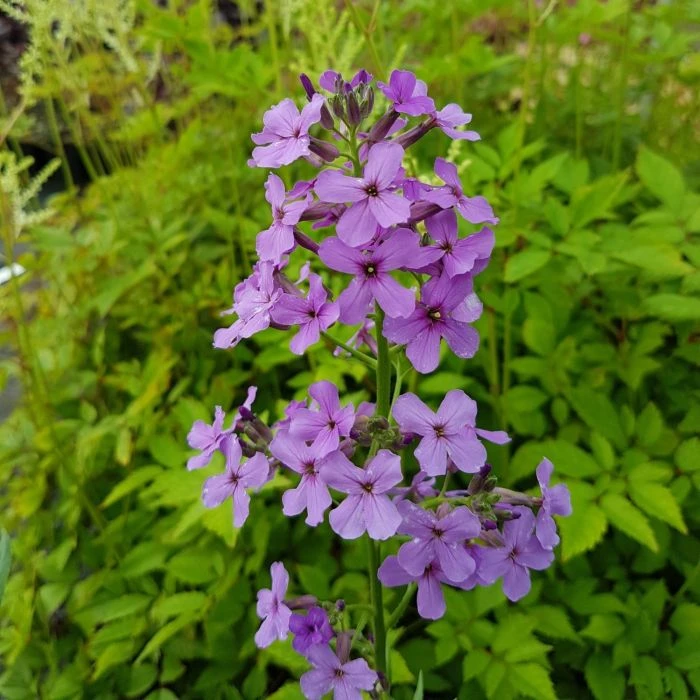 Nachtviole (Hesperis Matronalis) 5 Nachtviole (Hesperis Matronalis) – Bild 3