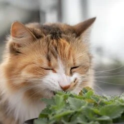 Echte Katzenminze (Nepeta Cataria)