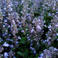 Katzenminze (Nepeta) Purrsian Blue -LICHTNELKE Geschäft nepeta hybride katzenminze purrsian blue lichtnelke owz ii