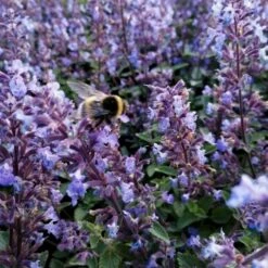 Katzenminze (Nepeta) Purrsian Blue -LICHTNELKE Geschäft nepeta hybride katzenminze purrsian blue lichtnelke owz v