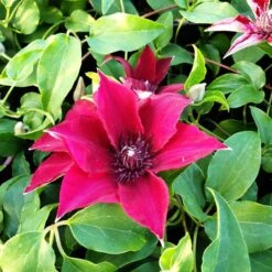 Waldrebe (Clematis) Nubia Boulevard Evipo079 18 Waldrebe (Clematis) Nubia Boulevard Evipo079 -LICHTNELKE Geschäft nubia1 Staudengrtnerei Bargest