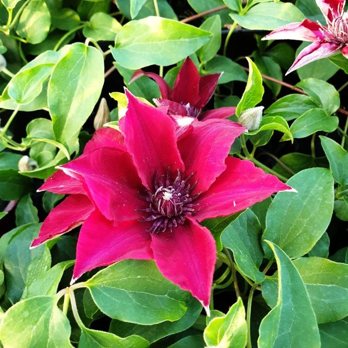 Waldrebe (Clematis) Nubia Boulevard Evipo079 10 Waldrebe (Clematis) Nubia Boulevard Evipo079 – Bild 8