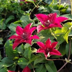 Waldrebe (Clematis) Nubia Boulevard Evipo079 17 Waldrebe (Clematis) Nubia Boulevard Evipo079 -LICHTNELKE Geschäft nubia2 Staudengrtnerei Bargest