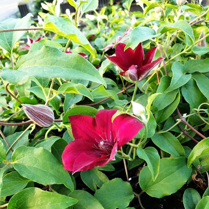 Waldrebe (Clematis) Nubia Boulevard Evipo079 11 Waldrebe (Clematis) Nubia Boulevard Evipo079 – Bild 9