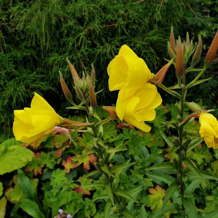 Große Nachtkerze (Oenothera Biennis) 6 Große Nachtkerze (Oenothera Biennis) – Bild 4