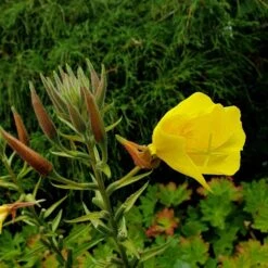 Große Nachtkerze (Oenothera Biennis) 9 Große Nachtkerze (Oenothera Biennis) -LICHTNELKE Geschäft oenothera biennis grosse nachtkerze lichtnelke owz iv