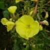 Große Nachtkerze (Oenothera Biennis) -LICHTNELKE Geschäft oenothera biennis grosse nachtkerze lichtnelke owz v