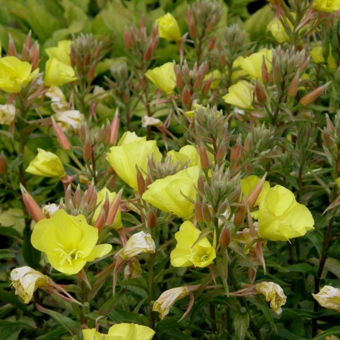 Große Nachtkerze (Oenothera Biennis) 4 Große Nachtkerze (Oenothera Biennis) – Bild 2