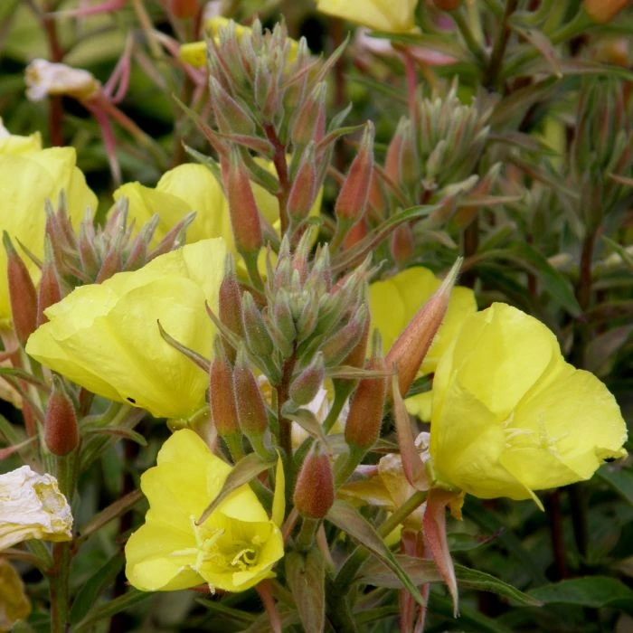 Große Nachtkerze (Oenothera Biennis) 7 Große Nachtkerze (Oenothera Biennis) – Bild 5