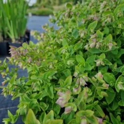 Hopfenblütiger Dost (Origanum Rotundifolium) Dingle Fairy -LICHTNELKE Geschäft origanum rotundifolium hopfenbluetiger dost dingle fairy lichtnelke owz ii