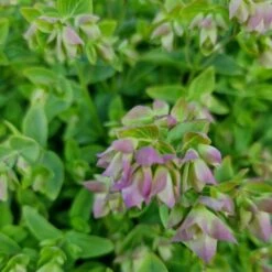 Hopfenblütiger Dost (Origanum Rotundifolium) Dingle Fairy -LICHTNELKE Geschäft origanum rotundifolium hopfenbluetiger dost dingle fairy lichtnelke owz iii