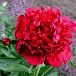 Pfingstrose (Paeonia Lactiflora) Rot